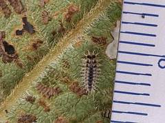 Epilachna