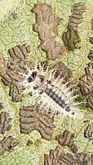 Epilachna