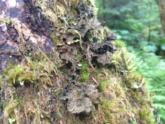 Lobaria retigera