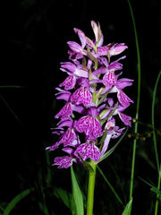 Dactylorhiza saccifera