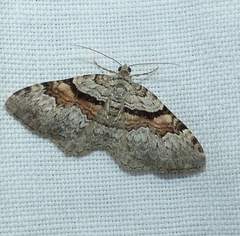 Xanthorhoe packardata