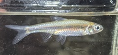 Notropis wickliffi