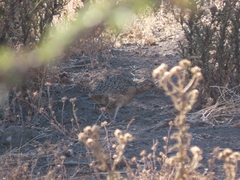 Nothoprocta perdicaria