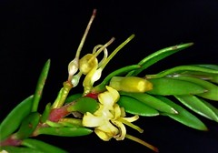 Persoonia chamaepeuce