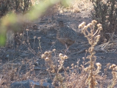 Nothoprocta perdicaria