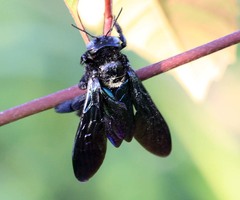 Xylocopa iridipennis
