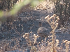 Nothoprocta perdicaria