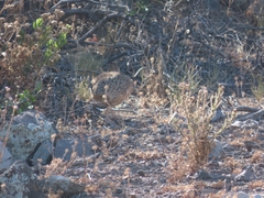 Nothoprocta perdicaria