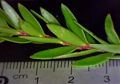 Persoonia chamaepeuce