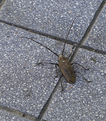 Batocera rufomaculata