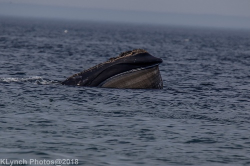 North Atlantic Right Whale