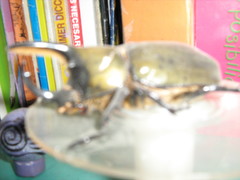 Dynastes hyllus