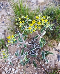 Eriogonum correllii