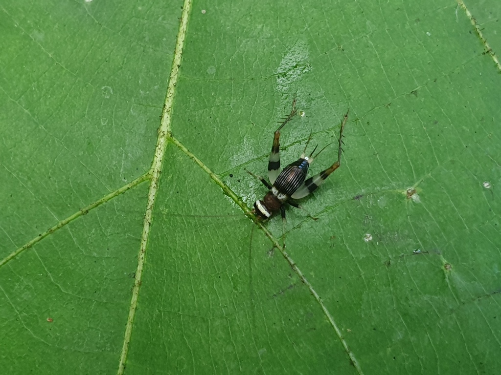 Rhicnogryllus vittatus