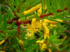 Persoonia chamaepeuce