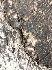 Formicoidea