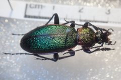 Carabus hummeli smaragdulus