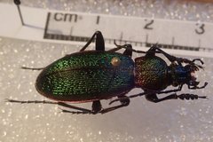 Carabus hummeli smaragdulus