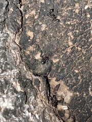 Formicoidea