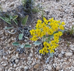 Eriogonum correllii