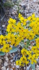 Eriogonum correllii
