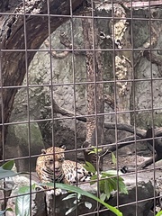 Leopardus