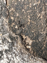 Formicoidea