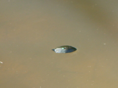 Dineutus sublineatus