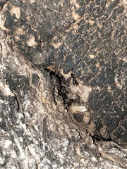 Formicoidea