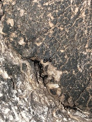 Formicoidea