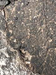 Formicoidea