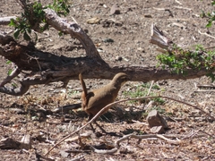 Pteroptochos megapodius