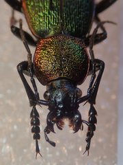 Carabus hummeli smaragdulus