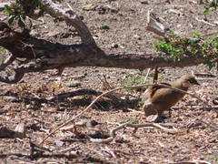 Pteroptochos megapodius