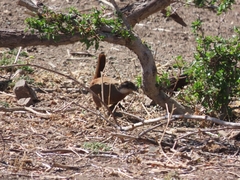 Pteroptochos megapodius