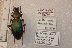 Carabus hummeli smaragdulus