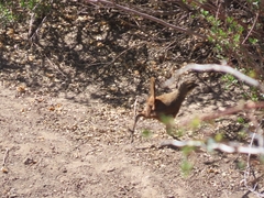 Pteroptochos megapodius