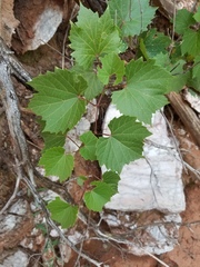 Vitis acerifolia