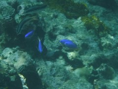 Pomacentrus coelestis