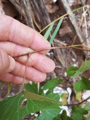 Vitis acerifolia