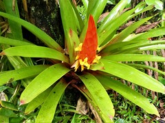 Guzmania berteroniana