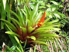 Guzmania berteroniana