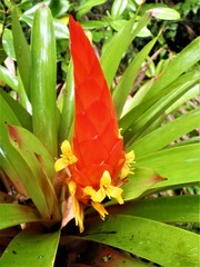 Guzmania berteroniana