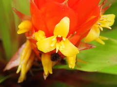 Guzmania berteroniana