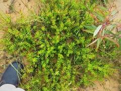 Persoonia chamaepeuce