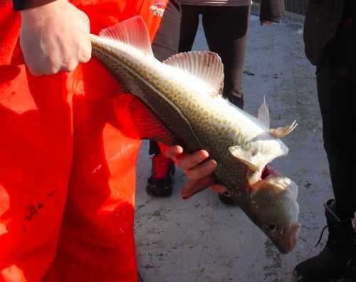 Atlantic Cod