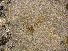Gracilaria chilensis