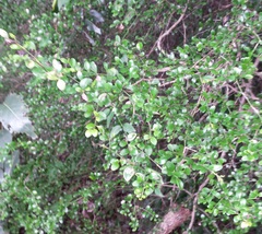 Everistia vacciniifolia nervosa