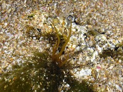 Gracilaria chilensis