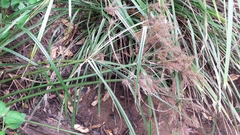 Cyperus exaltatus
